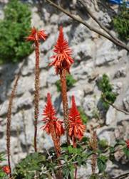 rote Blüte