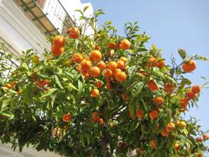 Orangenbaum