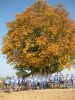 Filename=Abschluß-Rennrad-2008_-1040.JPG
Filesize=818KB
Dimensions=900x1200
Date added=Oct 14, 2008 Abschluß-Rennrad-2008_-1040.JPG
